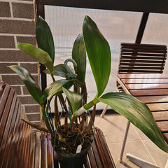 Dendrobium Macrophyllum x Tapiniense (Rare)