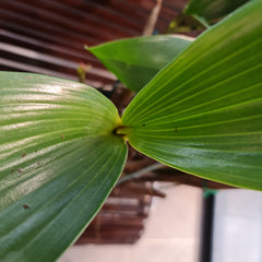 Dendrobium Macrophyllum x Tapiniense (Rare)