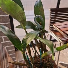 Dendrobium Macrophyllum x Tapiniense (Rare)