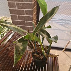 Dendrobium Macrophyllum x Tapiniense (Rare)