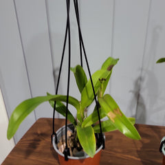 ( In Spike Now) Meloara Ching Sun Bright Star (Fragrant)