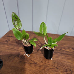 Cattleya Jungle Queen