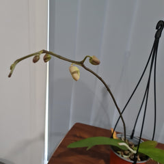 (IN BUDS NOW) Phalaenopsis amabilis (East Indian Butterfly Orchid)