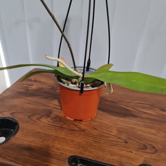 (IN BUDS NOW) Phalaenopsis amabilis (East Indian Butterfly Orchid)