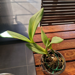 Cattleya Fuchs Orange Nugget x Aussie Sunset