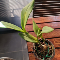 Cattleya Fuchs Orange Nugget x Aussie Sunset