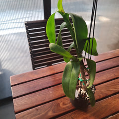 Dendrobium Tangerinum x Dendrobium Taurinum