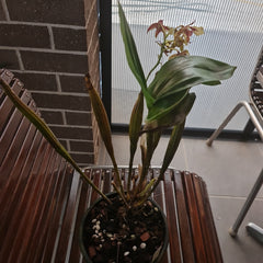 Dendrobium shiraishii x (Eximium x atroviolaceum)