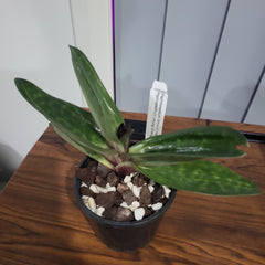 (IN BUDS NOW) Paphiopedilum (Shin-Yi Heart x Hung Sheng Bay) x (Hung Sheng Bruno x Hsinying Web)