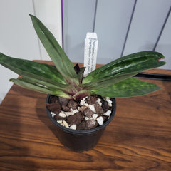 (IN BUDS NOW) Paphiopedilum (Shin-Yi Heart x Hung Sheng Bay) x (Hung Sheng Bruno x Hsinying Web)