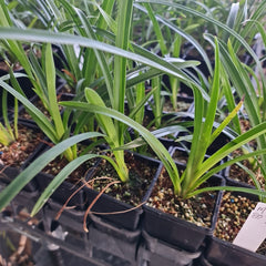 Cymbidium Kimberley Ingot 'Kings Gold'