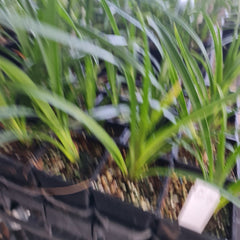 Cymbidium Kimberley Ingot 'Kings Gold'