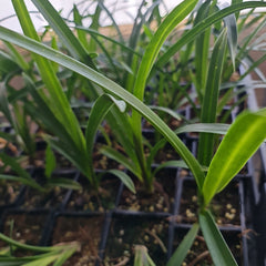 Cymbidium Pharaoh's Dream