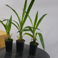 Zygopetalum Artur Elle   (Unusal Variety)