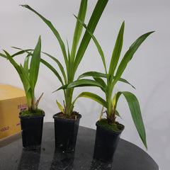 Zygopetalum Artur Elle   (Unusal Variety)