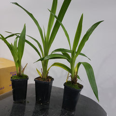 Zygopetalum Artur Elle   (Unusal Variety)