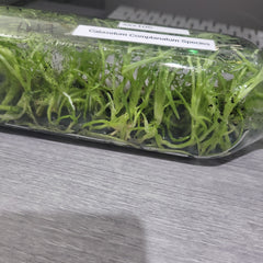 Catasetum complanatum SPECIES FLASK (35+ PLANTS)