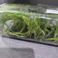 Catasetum complanatum SPECIES FLASK (35+ PLANTS)