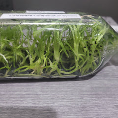 Catasetum complanatum SPECIES FLASK (35+ PLANTS)