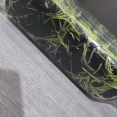 Catasetum complanatum SPECIES FLASK (35+ PLANTS)