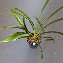 Cymbidium Death Wish 'Speckled Spectre'