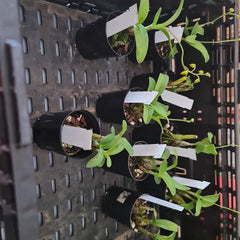 Polystachya pubescens (The Fine-Haired Polystachya) Fragrant