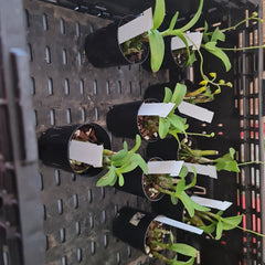 Polystachya pubescens (The Fine-Haired Polystachya) Fragrant