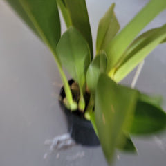 Maxillaria triloris Species(Fragrant)