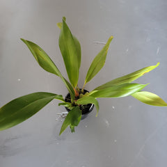 Maxillaria triloris Species(Fragrant)