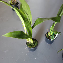 Coelogyne jannine banks 'snow white' Hcc/Aos