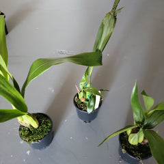 Coelogyne jannine banks 'snow white' Hcc/Aos