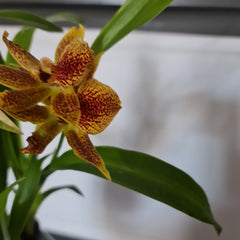 (IN FLOWER NOW) Propetalum Kiwi Leopard 'Spots' x 'Yellow'
