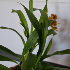 (IN FLOWER NOW) Propetalum Kiwi Leopard 'Spots' x 'Yellow'