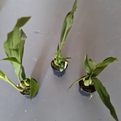 Coelogyne jannine banks 'snow white' Hcc/Aos