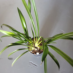 Cymbidium Deathwish 'Vampire slayer'