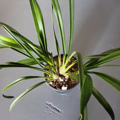 Cymbidium Deathwish 'Vampire slayer'