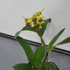 Den. Jungle Gem (New Guinea × macrophyllum)
