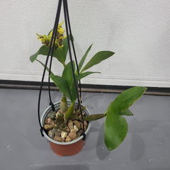 Den. Jungle Gem (New Guinea × macrophyllum)