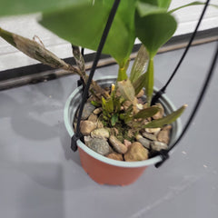 Den. Jungle Gem (New Guinea × macrophyllum)