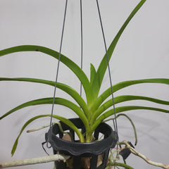 Vanda merrillii (Fragrant Species)