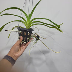 Vanda merrillii (Fragrant Species)