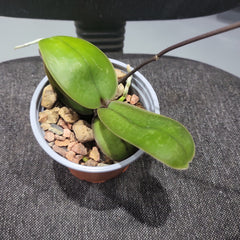 (IN FLOWERS) Phal. stuartiana var. nobilis (Yellow Strain) VERY RARE