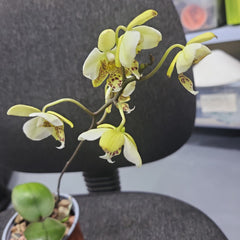 (IN FLOWERS) Phal. stuartiana var. nobilis (Yellow Strain) VERY RARE