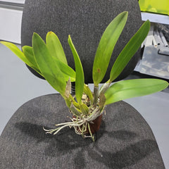 Cattleya mendelii (Species)