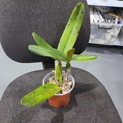 Laelia tenebrosa ( Fragrant Species)