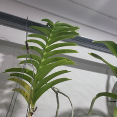 Vanda tessellata var. aurea (Fragrant Species)