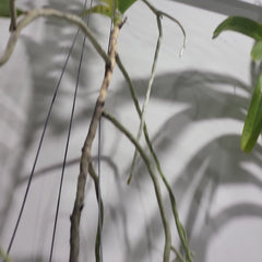 Vanda tessellata var. aurea (Fragrant Species)