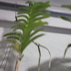 Vanda tessellata var. aurea (Fragrant Species)