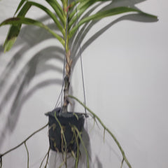 Vanda jennae (Mature Size)