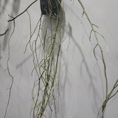 Vanda jennae (Mature Size)